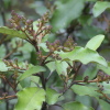 Olearia paniculata